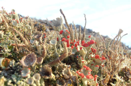 Lichen forest 1