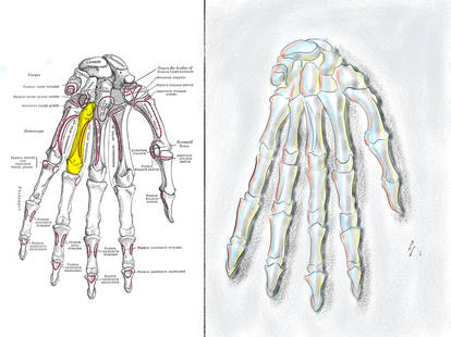 Hand bones anatomy challenge