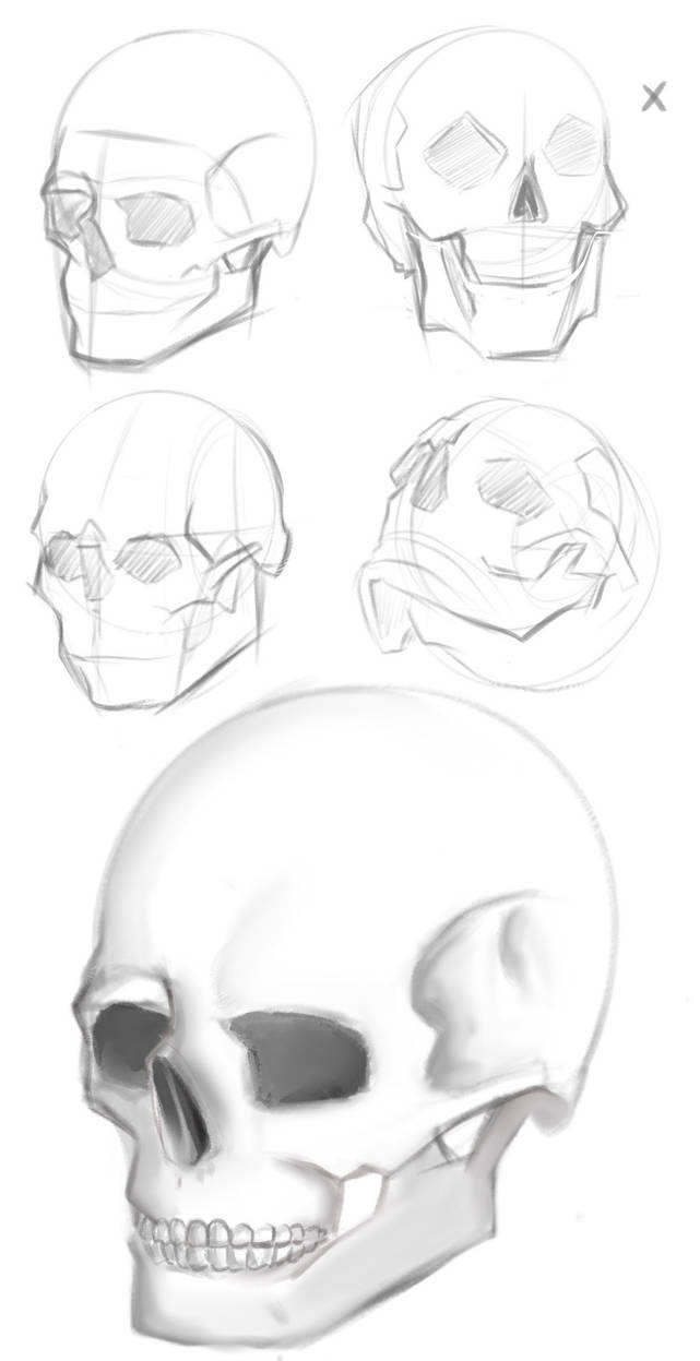 Skull practice by mojmojsanna on DeviantArt
