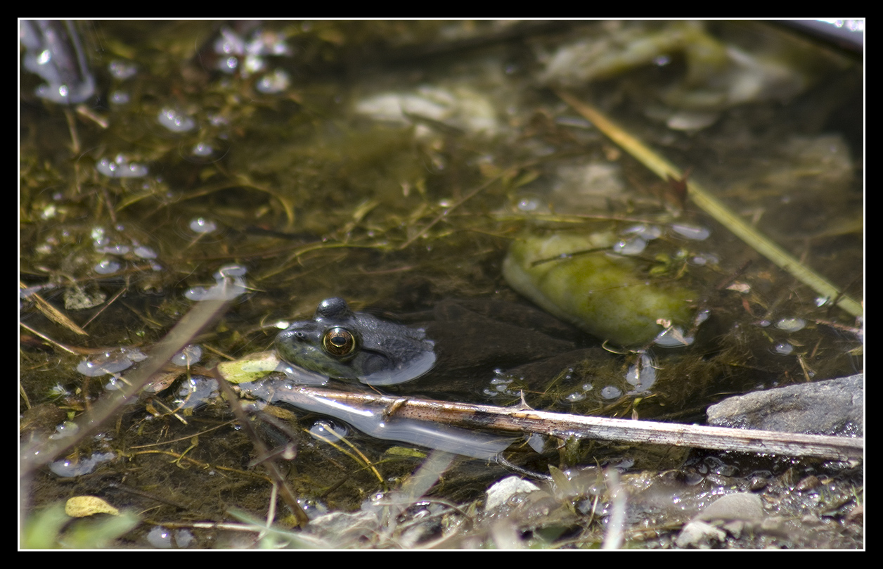 Bull Frog