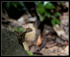 Lizard - St. John USVI