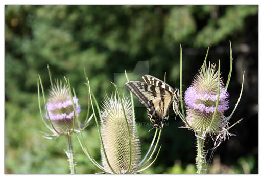 Butterfly on Thistle Plant