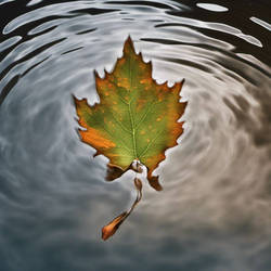 Leaf on water 