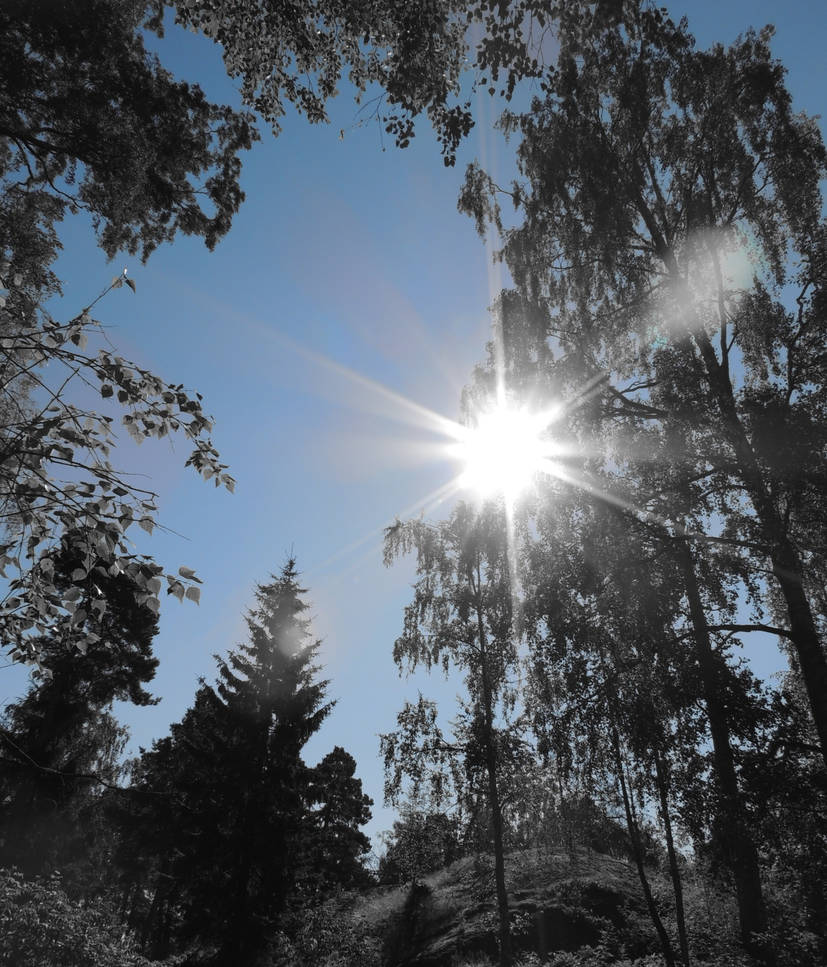 World Without Color World without colors-4. Silent forest. by schwarze--sonne on DeviantArt