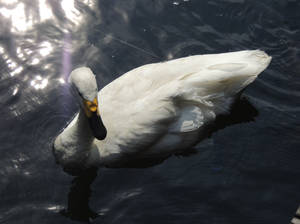 Shining Swan