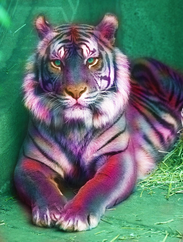 Rgb Tiger Rainbow Tiger by bubblespace on DeviantArt