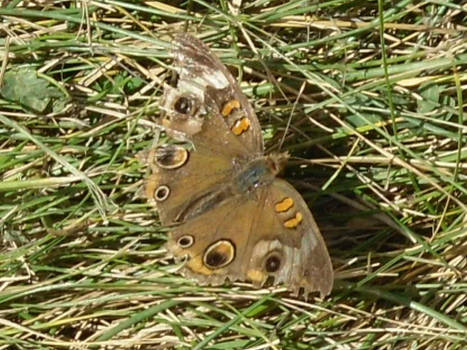 Pretty Butterflies are Pretty