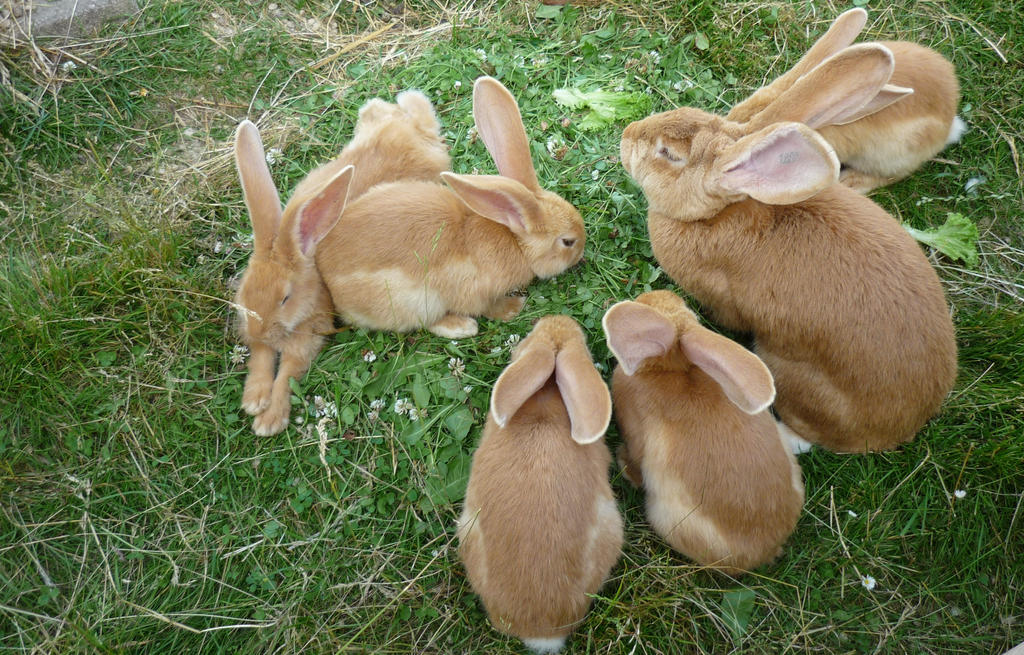 Кролик 7 лет. Семья кроликов. Зайцы семья. Кролика с семью.