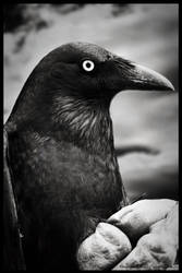 Crow