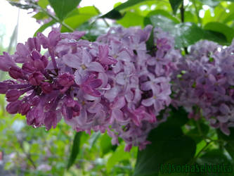 Watered Lilac