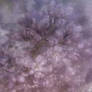 Soft 4