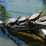 sunbath for tortoises