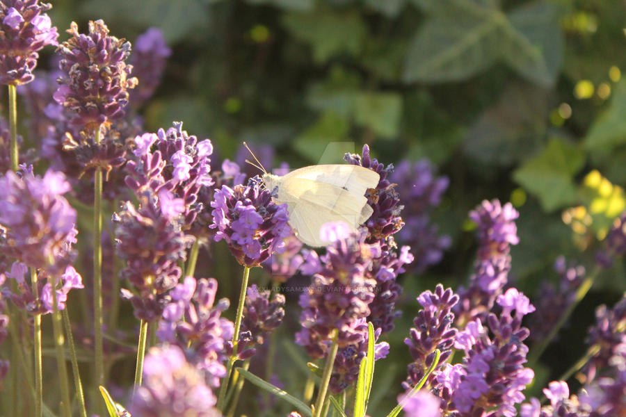 Ein kleiner Schmetterling