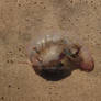 Agua viva morta (Dead jellyfish) (Castration)