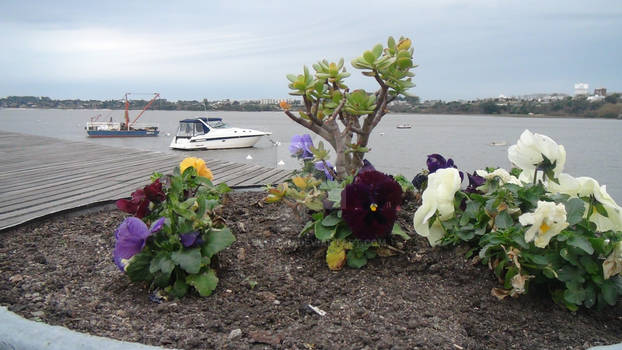 Flores e barcos (Flowers and boats)