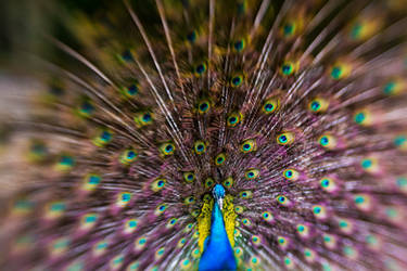 Proud Peacock