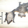 Mexican Free Tail Bats