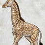 Raffy's Giraffe Baby