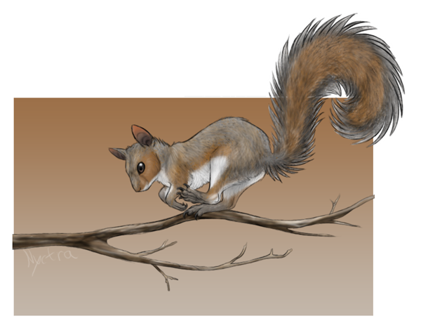 CA art: Gray Squirrel