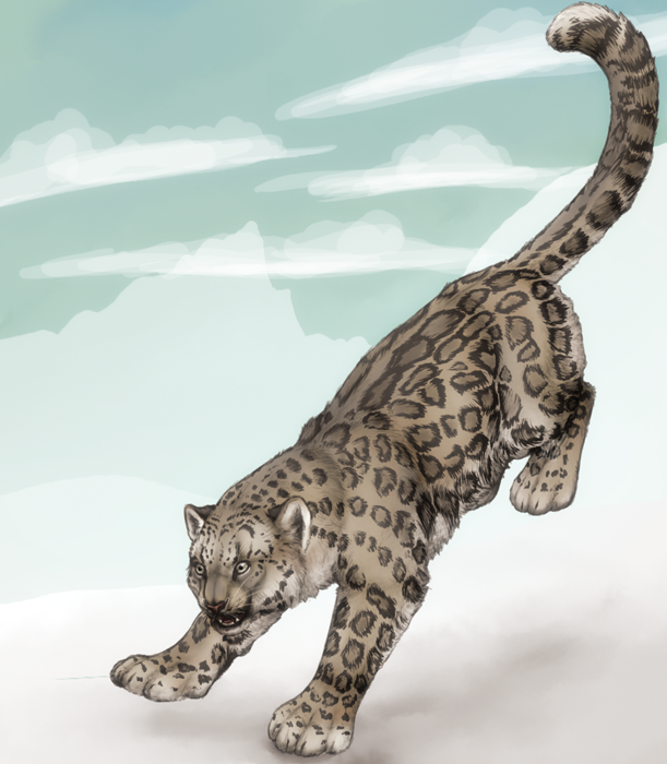 Landing Snow Leopard