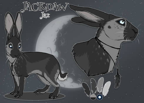 Adoptable - Jackdaw (Closed)