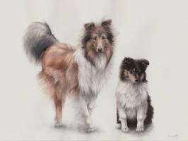 Rough collies