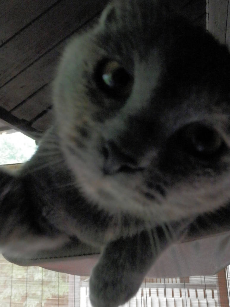 Kitten Selfie