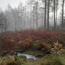 Shin Falls in mist