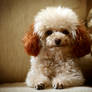 Coco Poodle