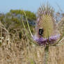 Coast Flowers 4