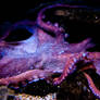 Great Pacific Octopus 0541