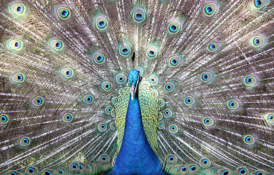 Peacock