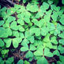 Clover