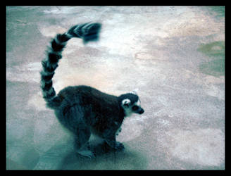 Lemur