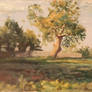 Tree in the summer