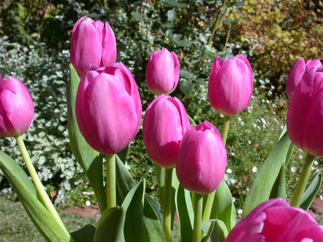 Pink Tulips