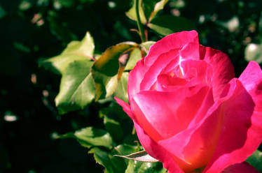 Enchanted Rose...