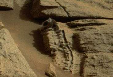 Animal Bones on Mars