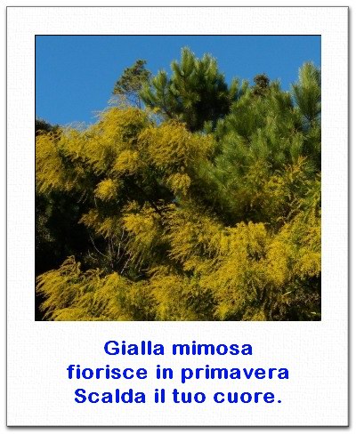 Yellow mimosa