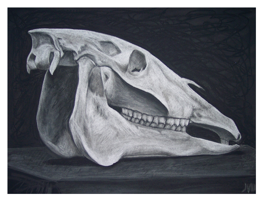 Negative Space Horse Skull