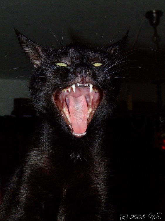 yawning cat