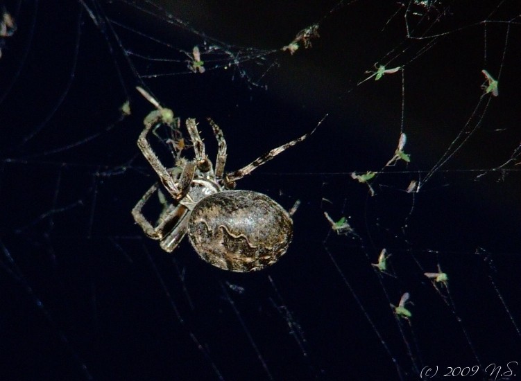 Garden Spider