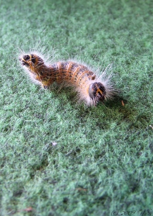 caterpillar