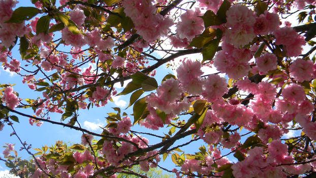 Easter flowers