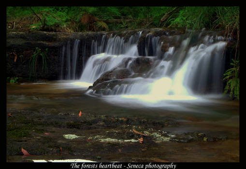 The forest heartbeat