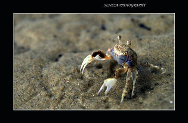 life as a crab