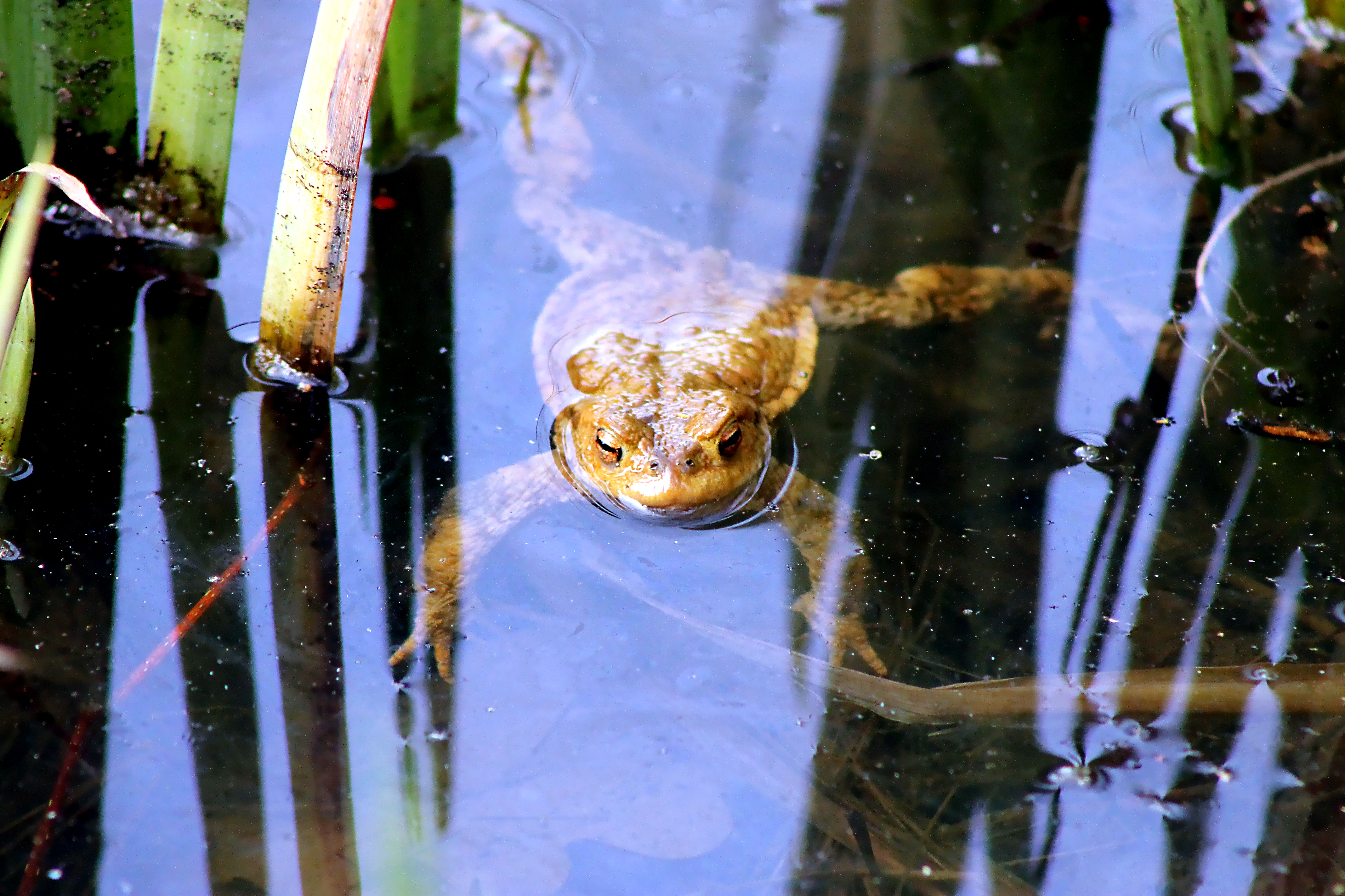 Toad Thug Reflektion