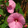 Pink Flowers