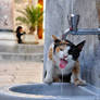 Thirsty Cat