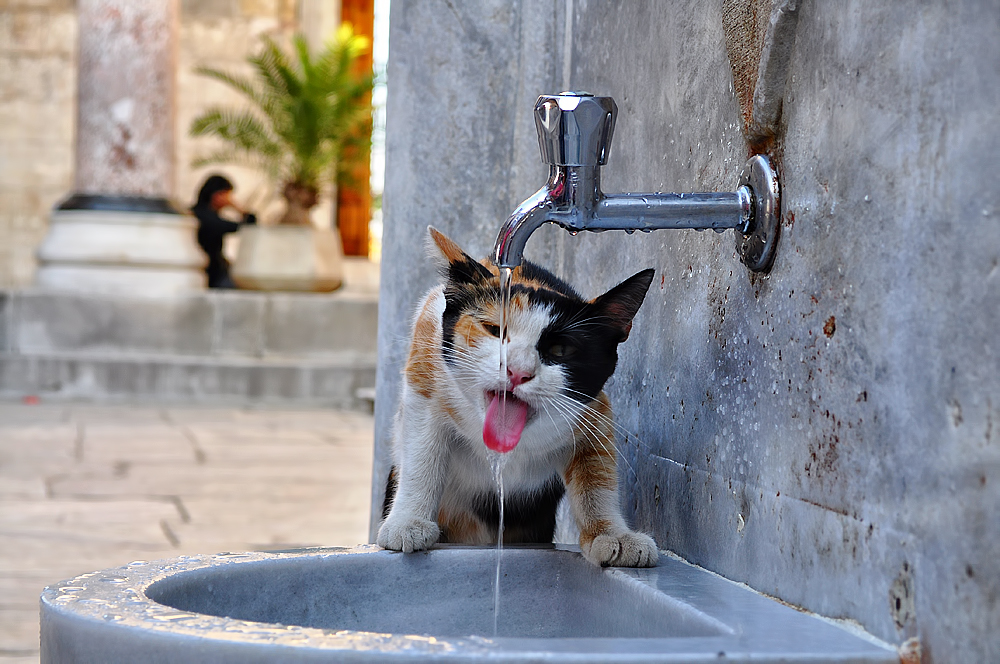 Thirsty Cat